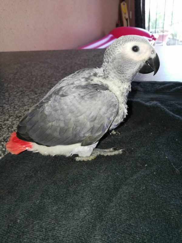 Buy Baby african Grey Parrot Online