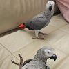 Buy Congo African grey parrot Online