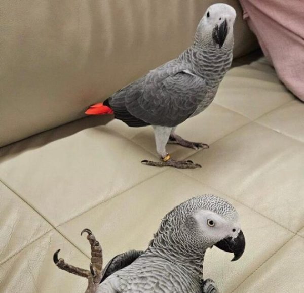 Buy Congo African grey parrot Online