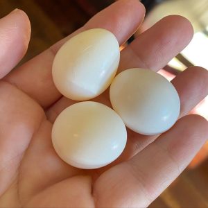 Fertile Quaker Parrot Eggs