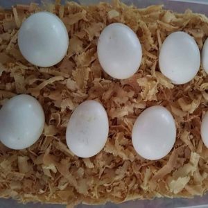 Parakeet Parrot Eggs For Sale