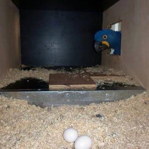 Macaw Parrot Eggs Online