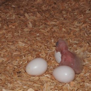 BUY AMAZON PARROT EGGS AVAILABLE ONLINE – FOR SALE
