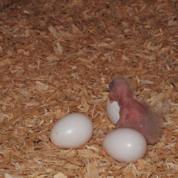 BUY AMAZON PARROT EGGS AVAILABLE ONLINE – FOR SALE