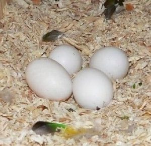 Caique Parrot Egg