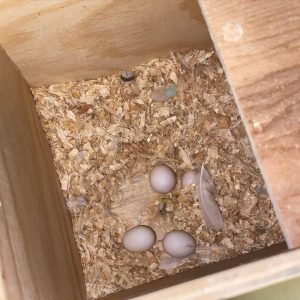 Cockatiel Parrot Eggs For Sale