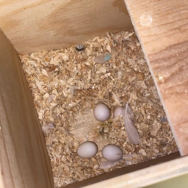Cockatiel Parrot Eggs For Sale