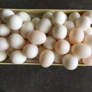 Conure Parrots Eggs For Sale