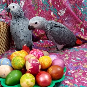 Buy Congo African grey parrot Online
