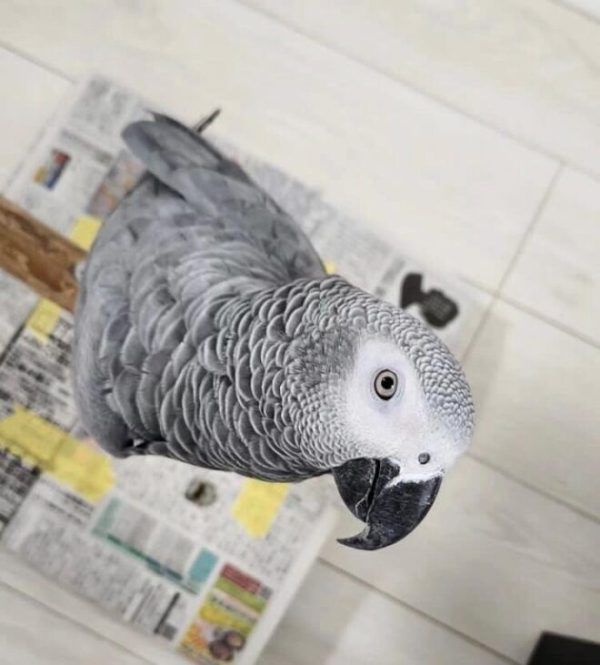 Buy Congo African grey parrot Online
