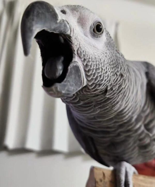 Buy Congo African grey parrot Online