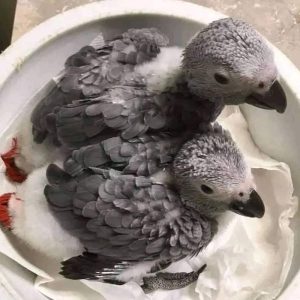 Lulu And Kuku and Tyler African Grey For Sale