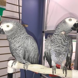 Nina and Tyler African Grey For Sale