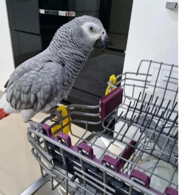Timneh African Grey Parrot
