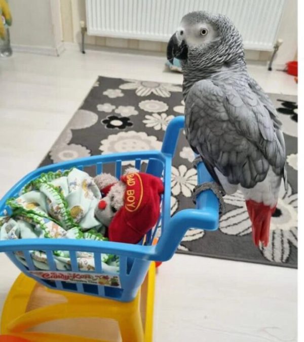 Buy Baby Timneh African Grey Parrot - Image 3