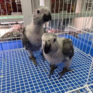 Max And Leo and Tyler African Grey For Sale