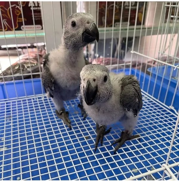 Max And Leo and Tyler African Grey For Sale