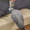 Buy Congo African grey parrot Online - Image 3