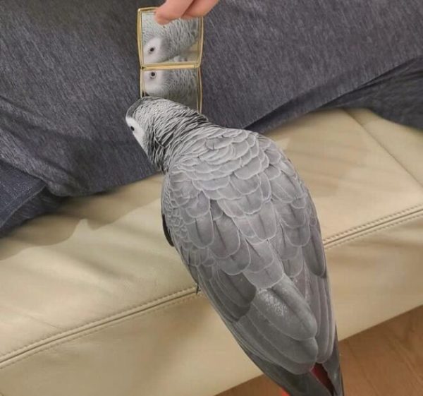 Buy Congo African grey parrot Online - Image 3