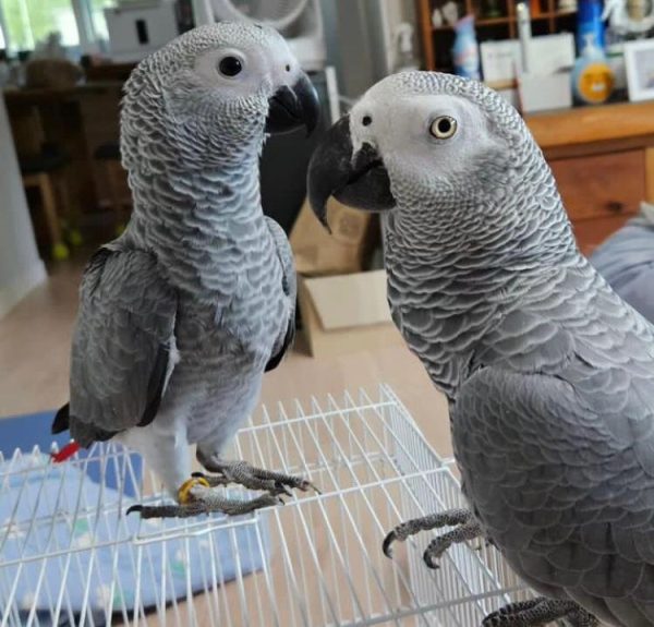 Buy Congo African grey parrot Online - Image 2