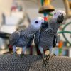 Buy Congo African grey parrot Online