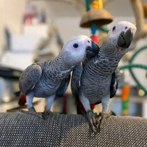 Buy Congo African grey parrot Online