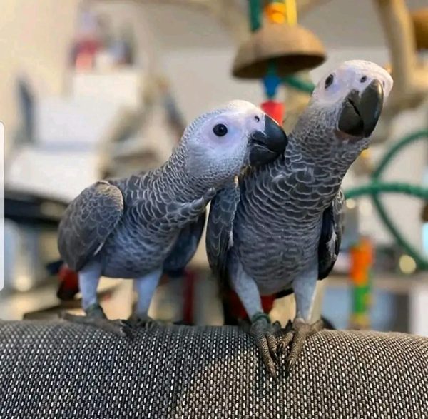 Buy Congo African grey parrot Online