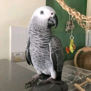 Buy Congo African grey parrot Online