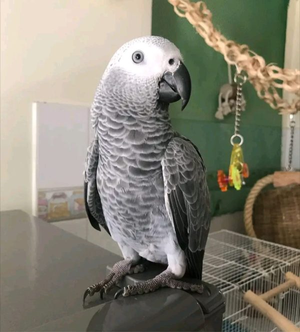 Buy Congo African grey parrot Online