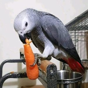 Cory Male African Grey For Sale