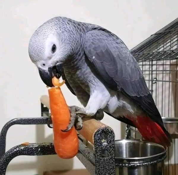 Cory Male African Grey For Sale
